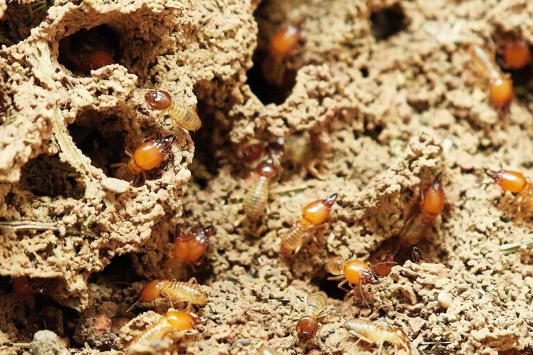 termites, nature, food, insect, small, termites, termites, termites, termites, termites