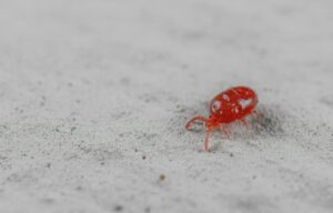 Detailed image of a vibrant red velvet mite crawling on sandy surface.