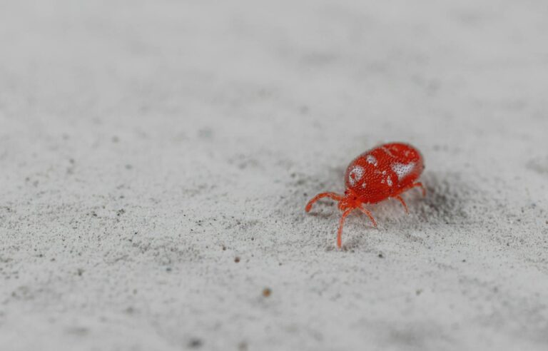 Detailed image of a vibrant red velvet mite crawling on sandy surface.
