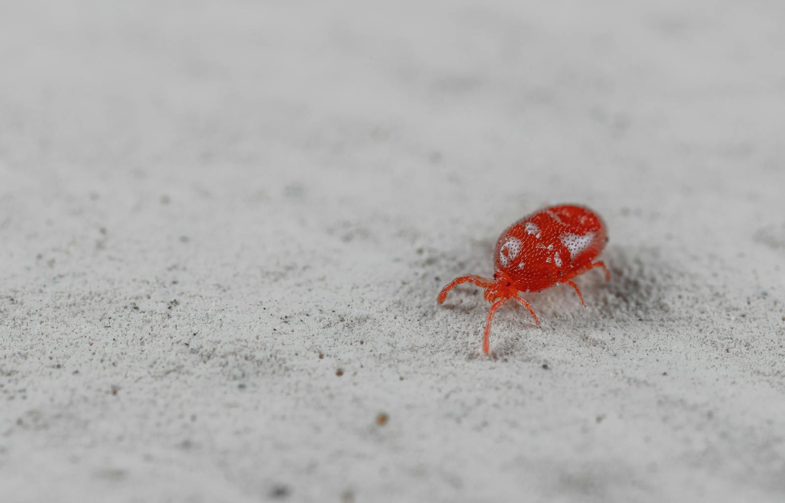 Detailed image of a vibrant red velvet mite crawling on sandy surface.