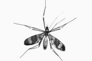 black and white moth on white surface
