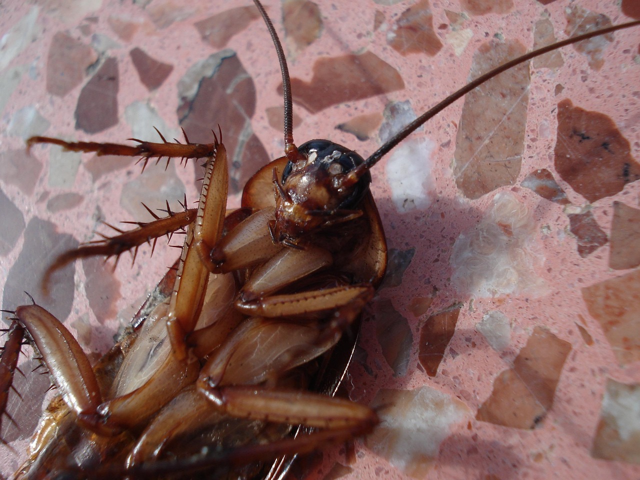 cockroach, animals, nature, dead, cockroach, cockroach, cockroach, cockroach, cockroach