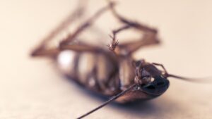 cockroach, pest, insect, dead, orthoptera, dirty, unhygienic, closeup, cockroach, cockroach, cockroach, cockroach, cockroach, pest, pest, dirty