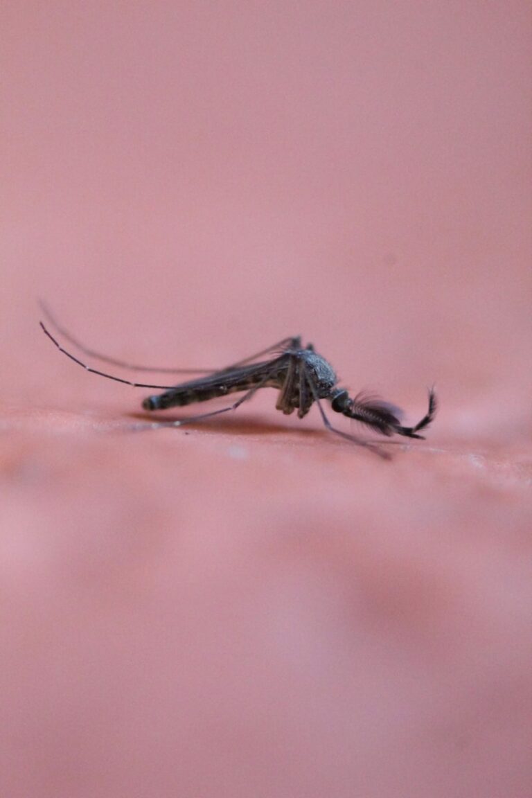 A close-up image of a mosquito insect.