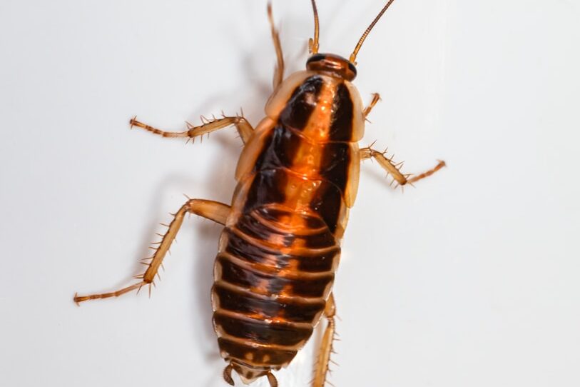 a brown and black bug on a white surface
