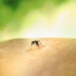 a mosquito crawling on the skin of someone's arm nyamuk