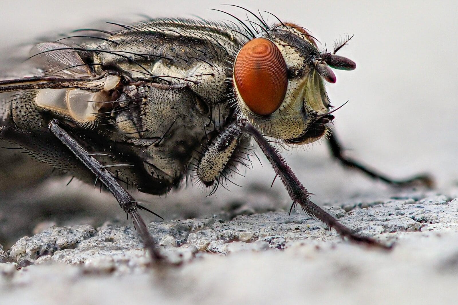 black and brown fly on white textile