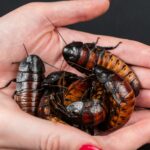 A person holding a bunch of bugs in their hands kecoa