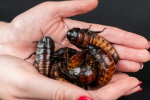A person holding a bunch of bugs in their hands kecoa