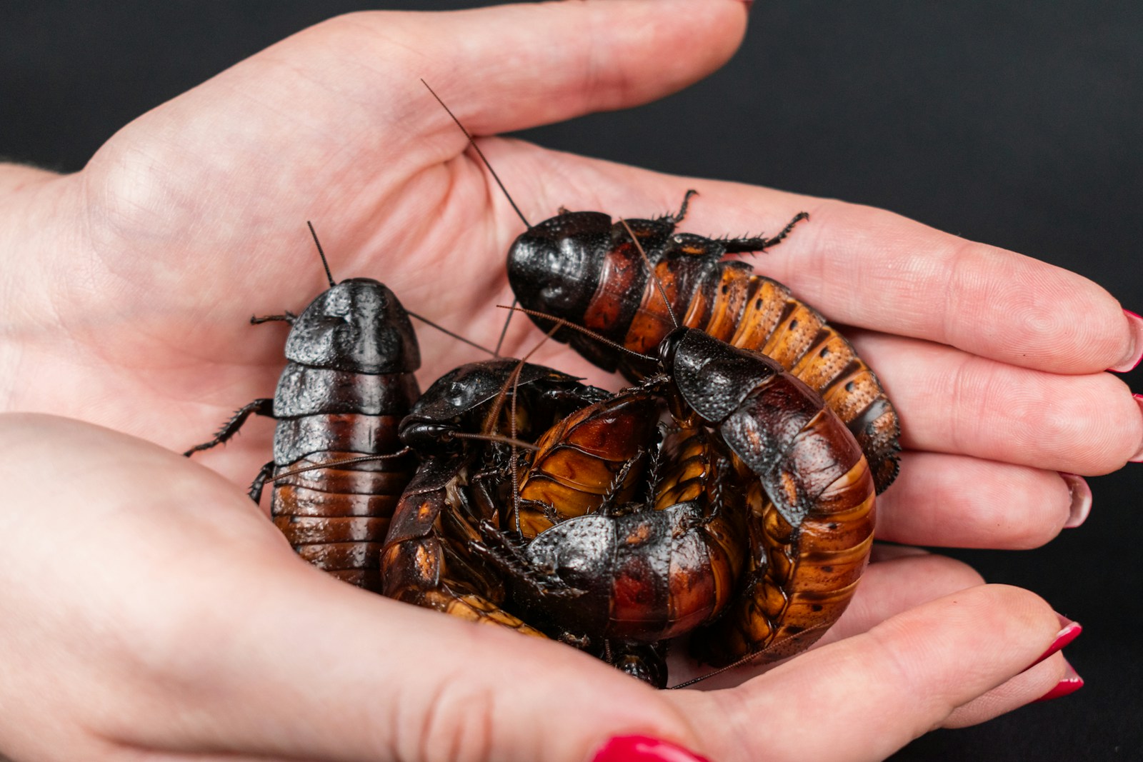 A person holding a bunch of bugs in their hands kecoa