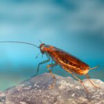 a close up of a bug on a rock kecoa