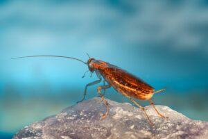 a close up of a bug on a rock kecoa