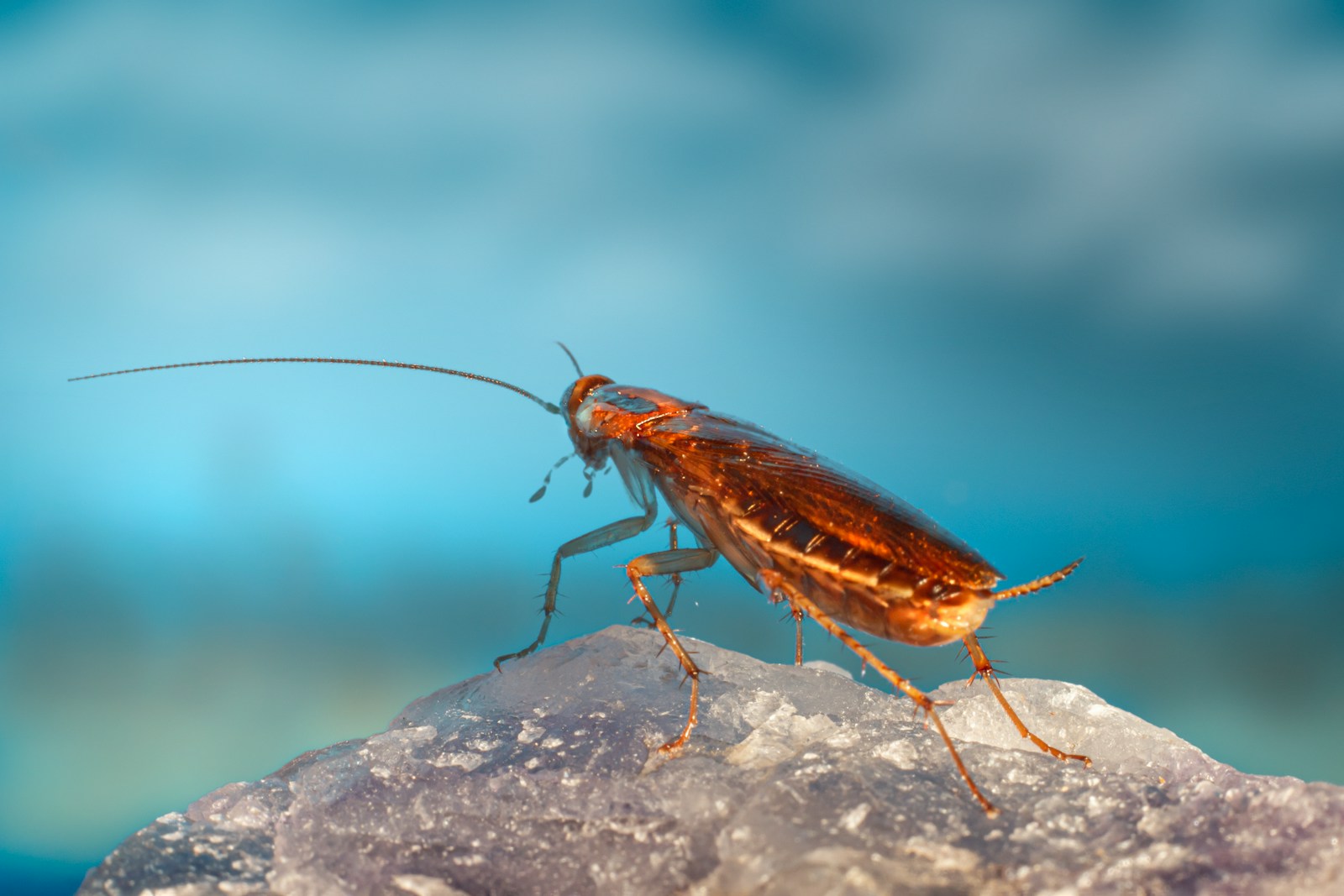 a close up of a bug on a rock kecoa
