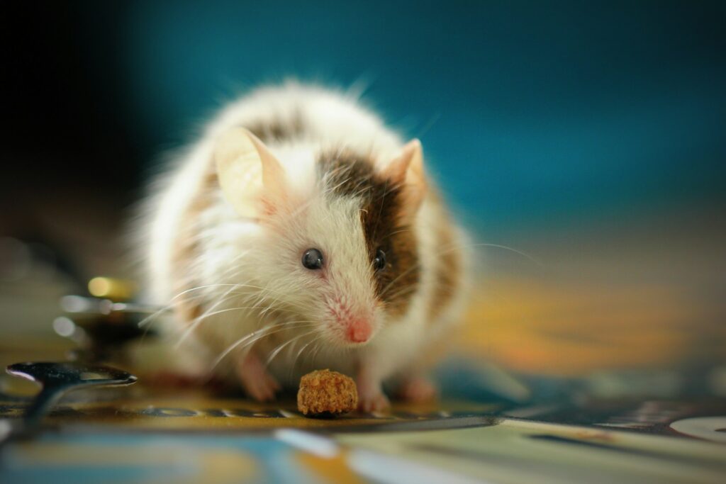 shallow focus photo of white hamster kenapa hama selalu muncul
