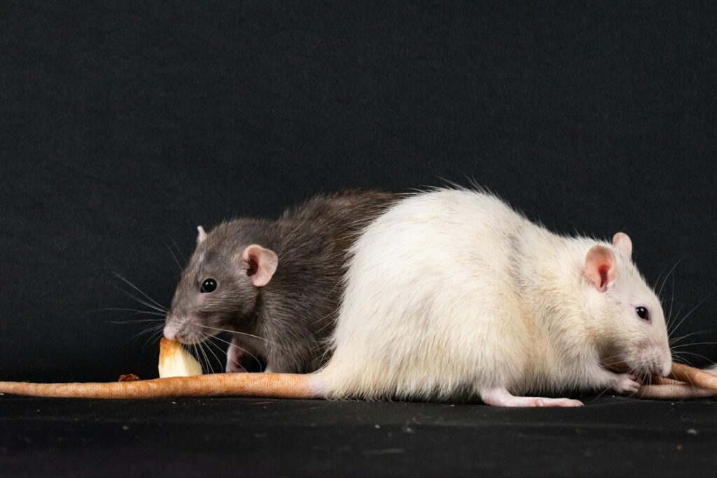 A couple of rat eating a piece of bread kencing tikus