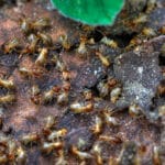 Kapan-aware-pertumubuhan-hama