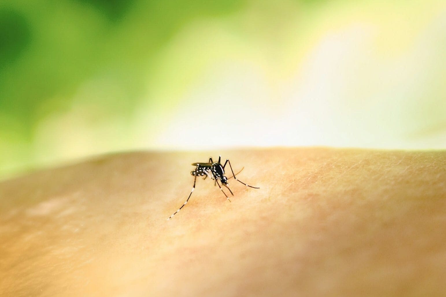 a mosquito crawling on the skin of someone's arm jasa basmi nyamuk