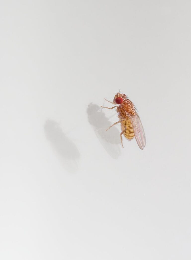 A fly sitting on top of a white wall basmi lalat