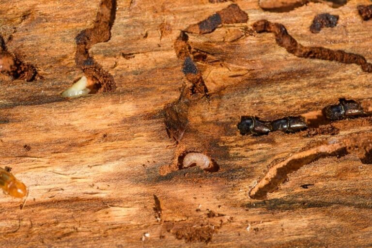 Detailed macro shot of beetles and larvae on wood, showcasing nature's complexity. rayap
