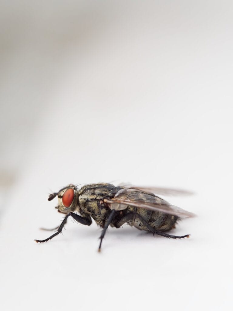 A close up of a fly on a white surface jasa basmi lalat bandung