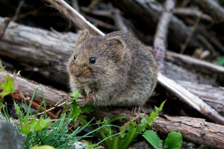 brown rodent eating grass tikus