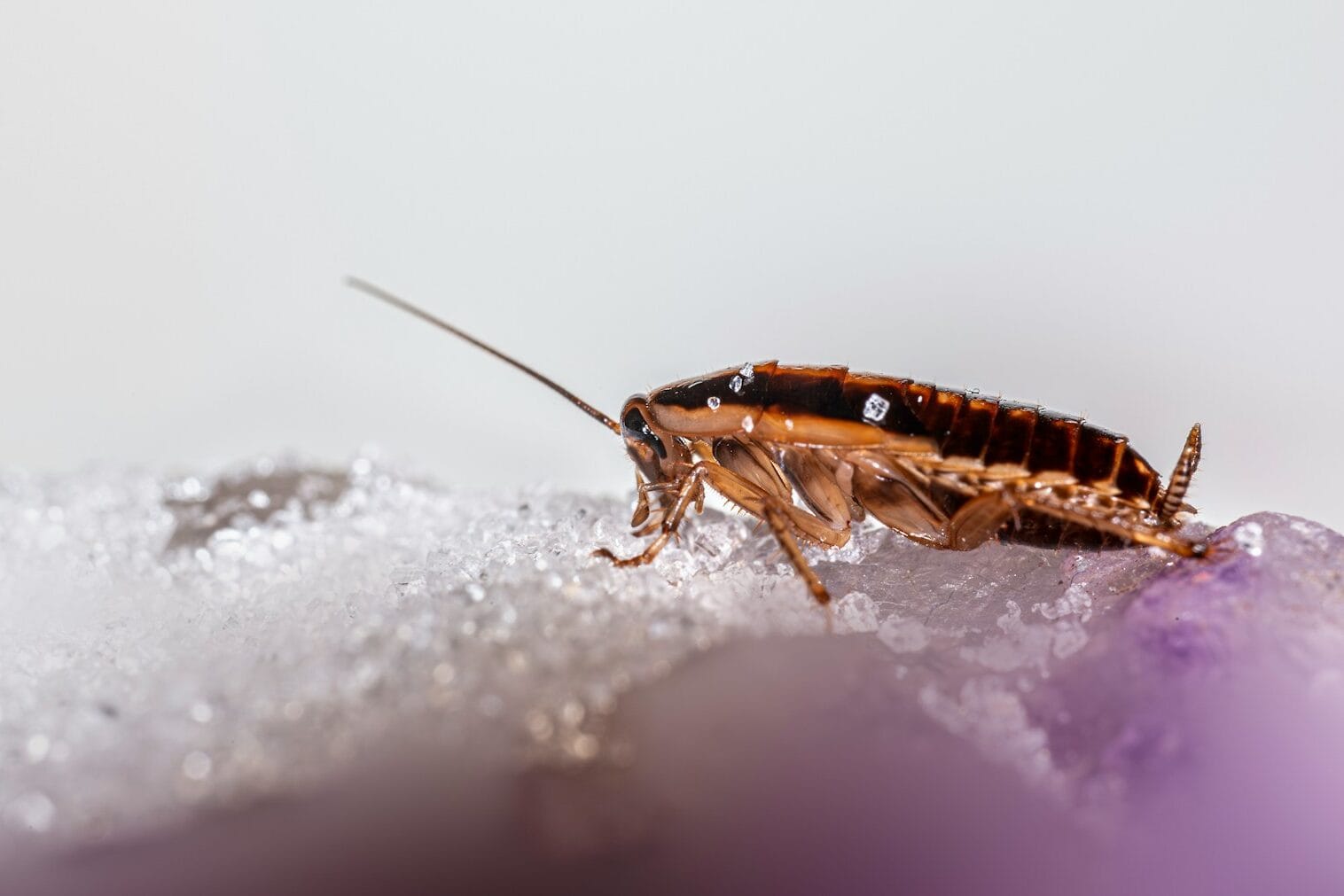 A cockroach on a textured surface jasa basmi kecoa bandung
