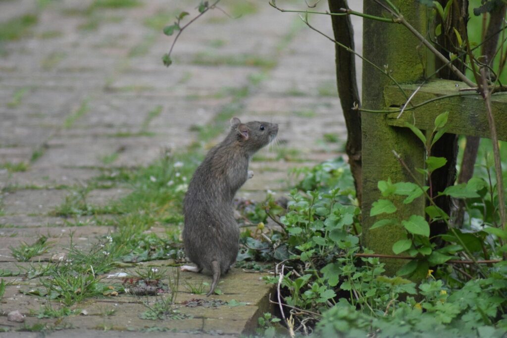 a raccoon standing on a dirt path hama
