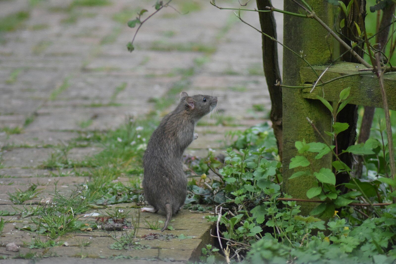 a raccoon standing on a dirt path hama