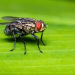 a fly sitting on top of a green leaf fakta lalat