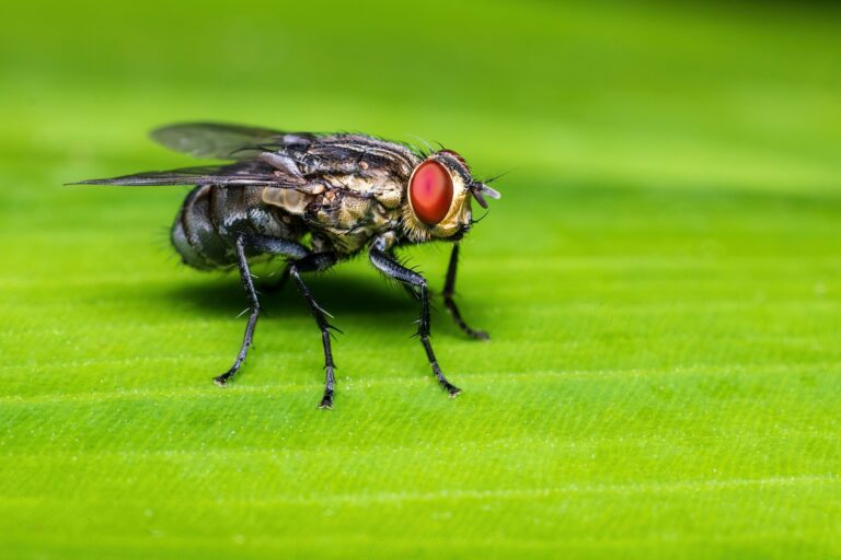 a fly sitting on top of a green leaf fakta lalat