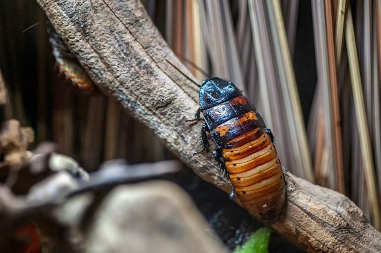 brown and black cockroach on tree branch basmi kecoa