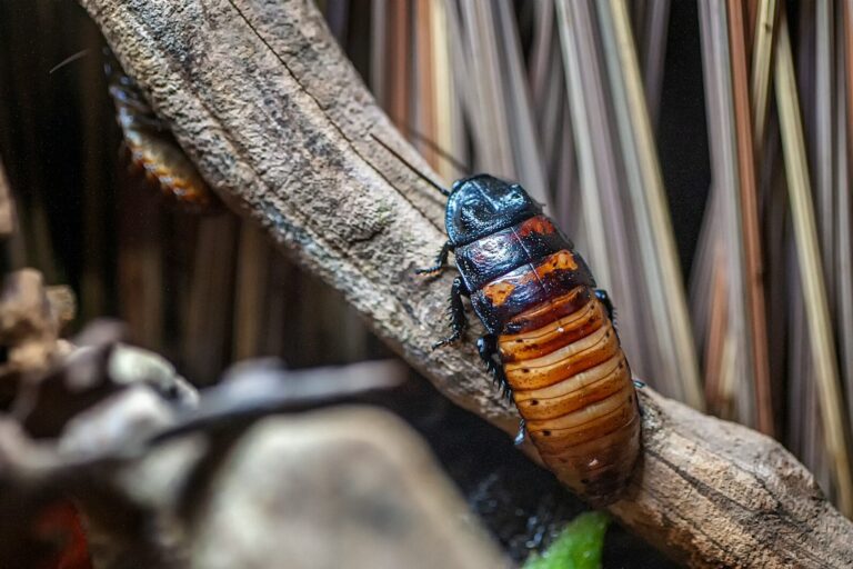 brown and black cockroach on tree branch basmi kecoa