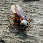 basmi kecoa dimobil.