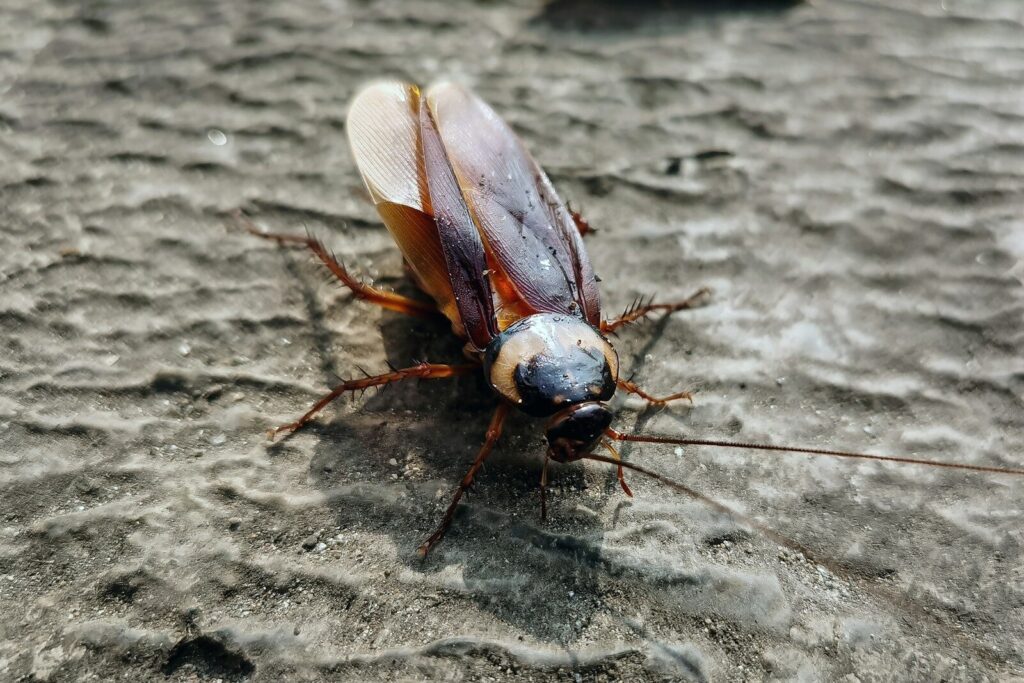 A cockroach crawls on a textured gray surface. kecoa