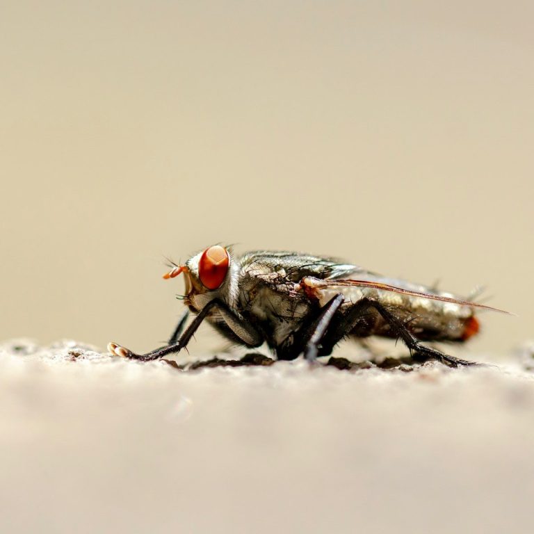 a close up of a fly on the ground lalat