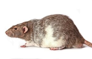 a rodent with a white background tikus suka bersembunyi