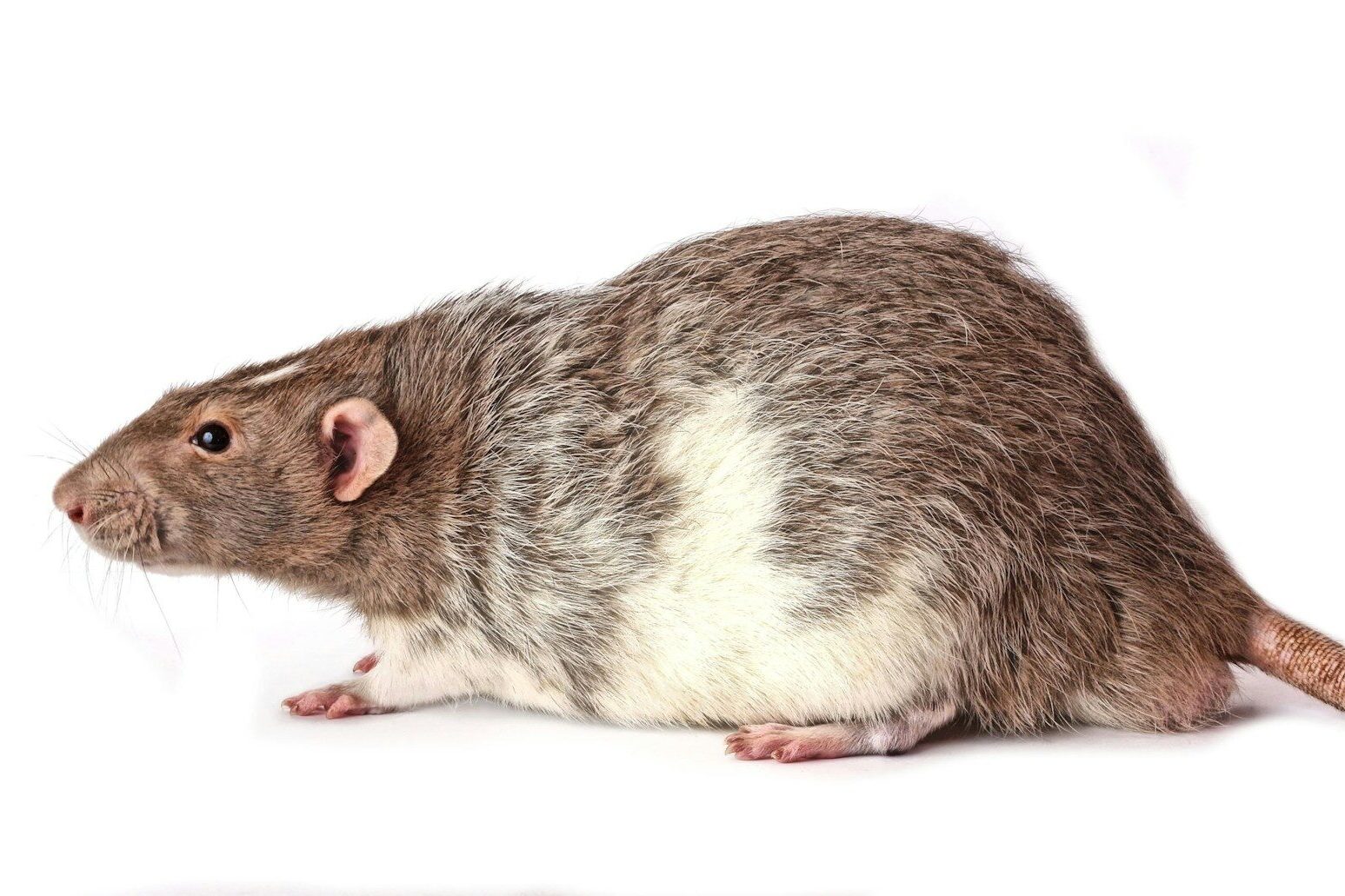 a rodent with a white background tikus suka bersembunyi