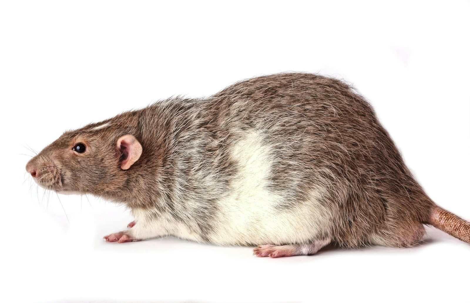 a rodent with a white background tikus suka bersembunyi