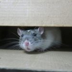 white mouse on brown cardboard box usir tikus dengan bahan alami