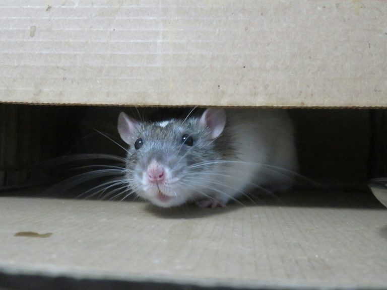 white mouse on brown cardboard box usir tikus dengan bahan alami