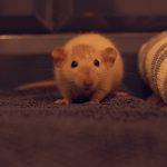 yellow chick on brown and black textile tikus