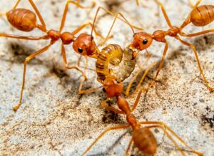 a group of brown ants standing on top of a rock semut