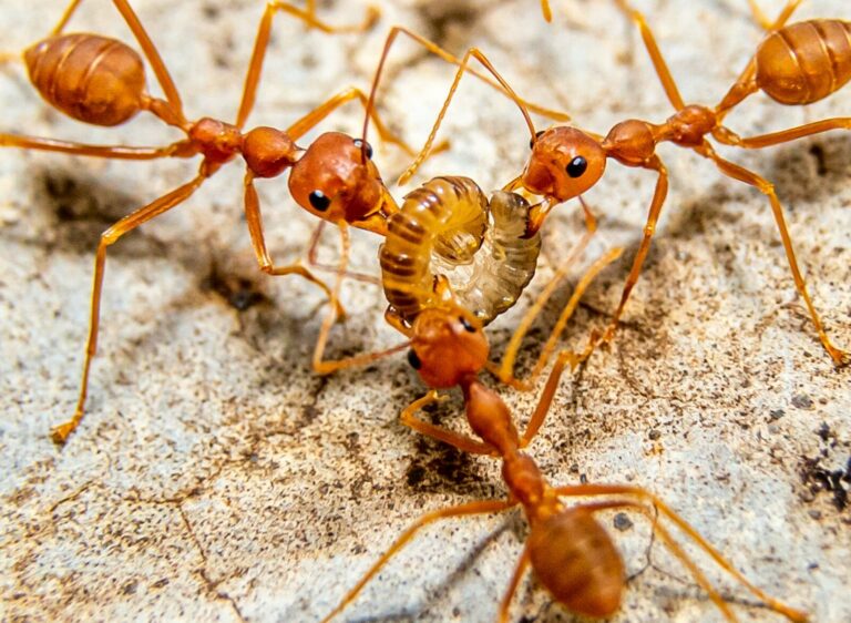 a group of brown ants standing on top of a rock semut