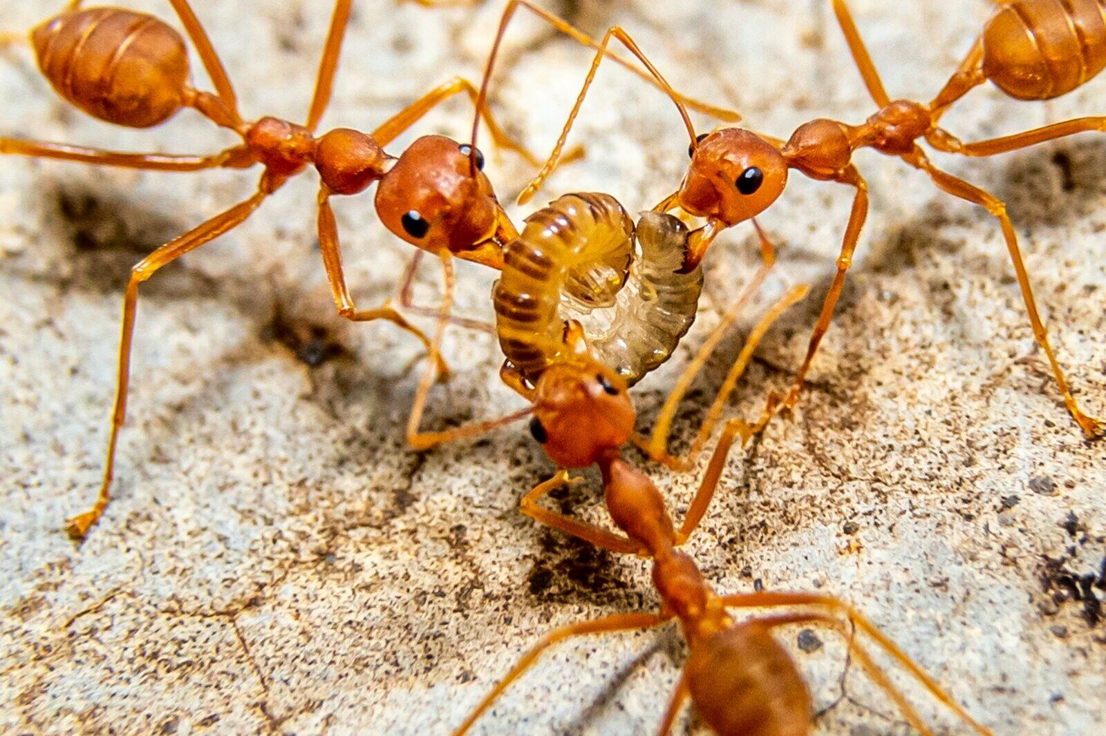 a group of brown ants standing on top of a rock semut