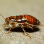 A close up of a bed bug on the ground basmi kecoa di bandung