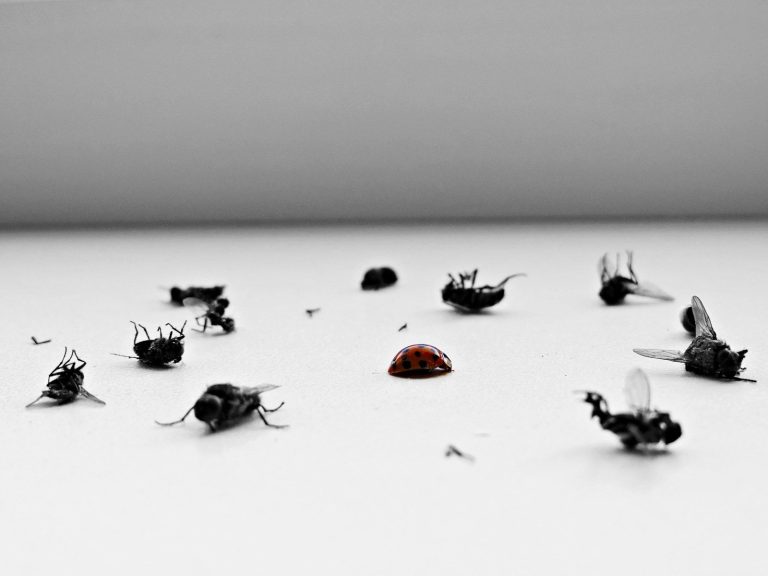 a group of flies sitting on top of a table harga jasa pest control