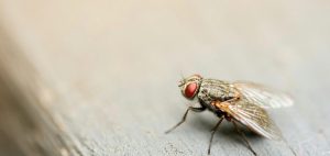 lalat