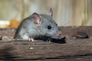 tikus selalu kembali