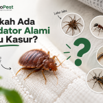 Predator alami kutu kasur