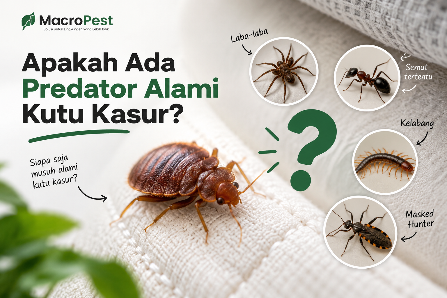 Predator alami kutu kasur
